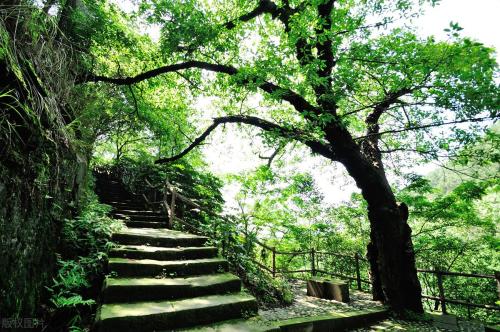 The main city of Chongqing has 5 classic walking trails suitable for all ages, so you don't have to worry about going out for weekend!