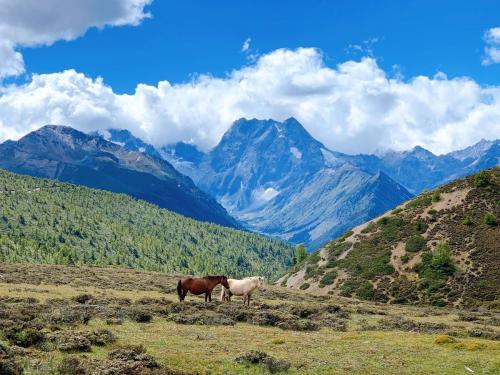 How to play Meili Snow Mountain? You are recommended 4 classic walking routes in the fresh air, it is recommended to bookmark!