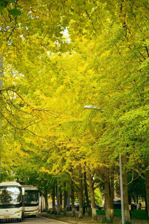 Comparable to a level 5A scenic spot! Is your alma mater one of 10 most beautiful universities in China?