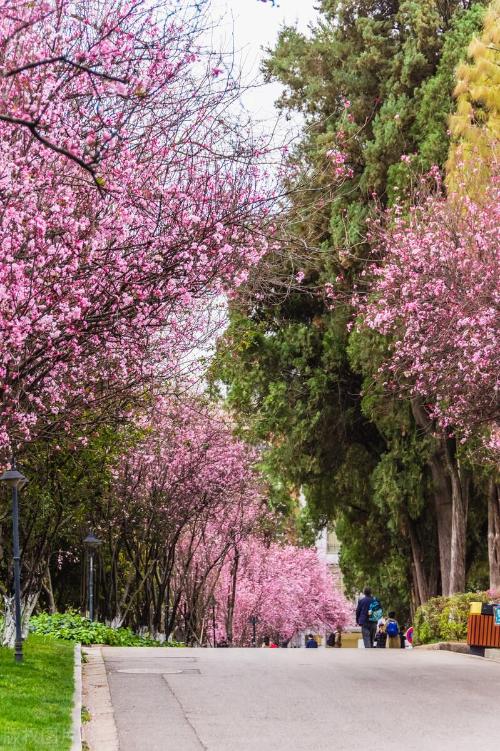 Comparable to a level 5A scenic spot! Is your alma mater one of 10 most beautiful universities in China?