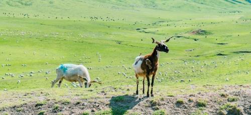 Self-propelled raiders of Western Sichuan|If poetry, if painting, Ruoergai! A place comparable to the Hulunbuir prairie!
