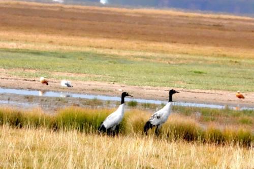 Self-propelled raiders of Western Sichuan|If poetry, if painting, Ruoergai! A place comparable to the Hulunbuir prairie!
