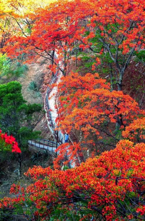 gather! An ultra-complete guide to Panzhihua, the only city in China named after a flower!
