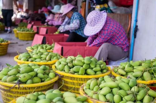 gather! An ultra-complete guide to Panzhihua, the only city in China named after a flower!
