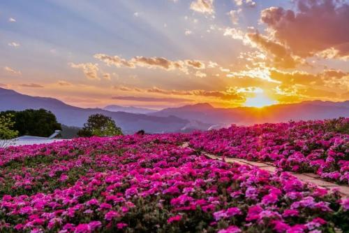 gather! An ultra-complete guide to Panzhihua, the only city in China named after a flower!
