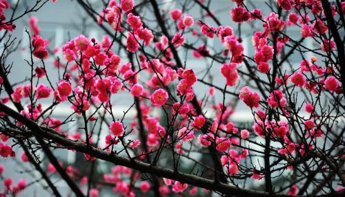During a spring walk | Marine Spring Flowers Mode is about to open, so save this Chongqing Flower Appreciation Guide until spring!
