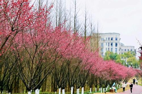 During a spring walk | Marine Spring Flowers Mode is about to open, so save this Chongqing Flower Appreciation Guide until spring!
