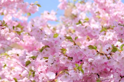 During a spring walk | Marine Spring Flowers Mode is about to open, so save this Chongqing Flower Appreciation Guide until spring!
