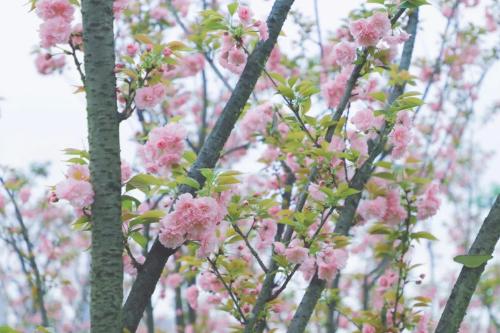 During a spring walk | Marine Spring Flowers Mode is about to open, so save this Chongqing Flower Appreciation Guide until spring!
