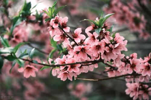 During a spring walk | Marine Spring Flowers Mode is about to open, so save this Chongqing Flower Appreciation Guide until spring!
