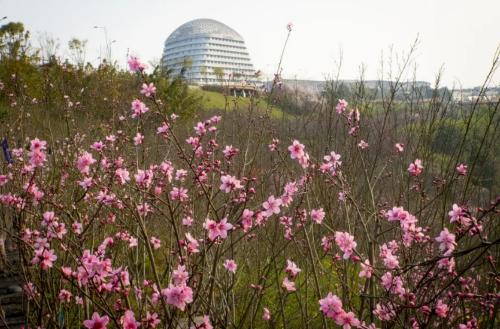 During a spring walk | Marine Spring Flowers Mode is about to open, so save this Chongqing Flower Appreciation Guide until spring!
