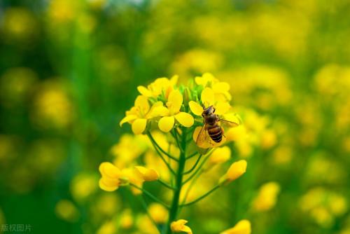 During a spring walk | Marine Spring Flowers Mode is about to open, so save this Chongqing Flower Appreciation Guide until spring!
