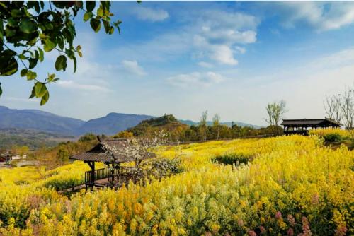 During a spring walk | Marine Spring Flowers Mode is about to open, so save this Chongqing Flower Appreciation Guide until spring!
