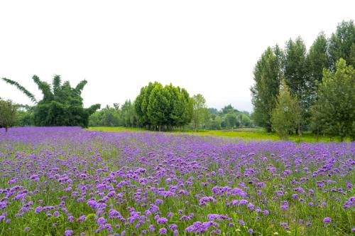 During a spring walk | Marine Spring Flowers Mode is about to open, so save this Chongqing Flower Appreciation Guide until spring!
