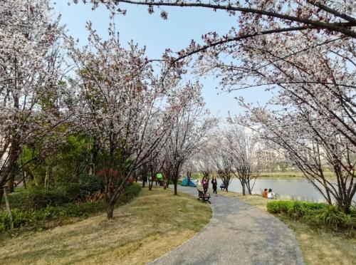 During a spring walk | Marine Spring Flowers Mode is about to open, so save this Chongqing Flower Appreciation Guide until spring!

