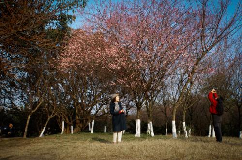 During a spring walk | Marine Spring Flowers Mode is about to open, so save this Chongqing Flower Appreciation Guide until spring!
