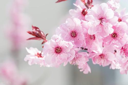 During a spring walk | Marine Spring Flowers Mode is about to open, so save this Chongqing Flower Appreciation Guide until spring!
