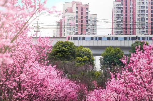During a spring walk | Marine Spring Flowers Mode is about to open, so save this Chongqing Flower Appreciation Guide until spring!
