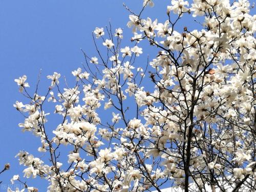 During a spring walk | Marine Spring Flowers Mode is about to open, so save this Chongqing Flower Appreciation Guide until spring!
