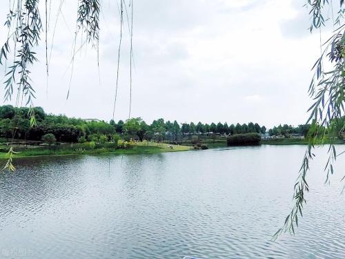 During a spring walk | Marine Spring Flowers Mode is about to open, so save this Chongqing Flower Appreciation Guide until spring!
