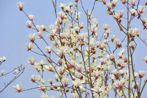 During a spring walk | Marine Spring Flowers Mode is about to open, so save this Chongqing Flower Appreciation Guide until spring!
