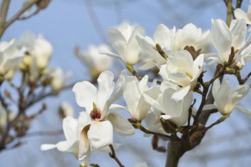During a spring walk | Marine Spring Flowers Mode is about to open, so save this Chongqing Flower Appreciation Guide until spring!
