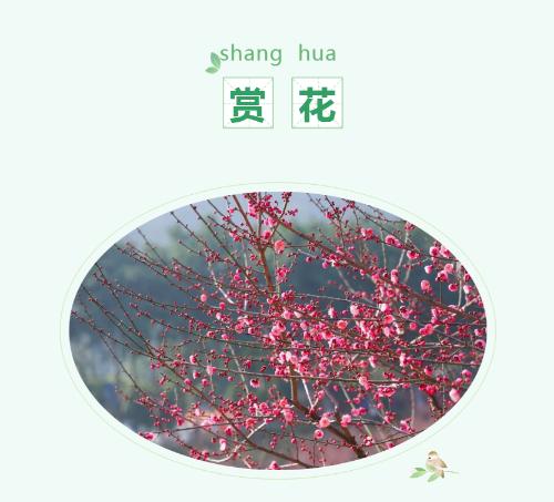 It's official! In spring of 2023, there will be over 270 flower viewing spots in Chongqing!
