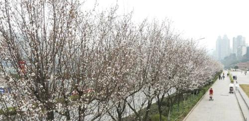 It's official! In spring of 2023, there will be over 270 flower viewing spots in Chongqing!
