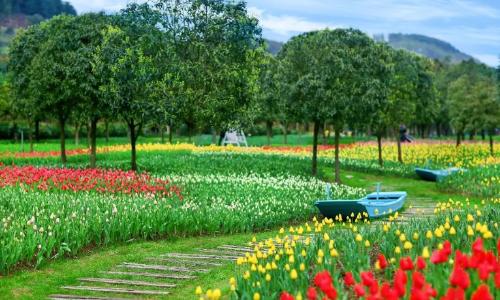 It's official! In spring of 2023, there will be over 270 flower viewing spots in Chongqing!
