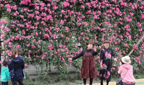 It's official! In spring of 2023, there will be over 270 flower viewing spots in Chongqing!

