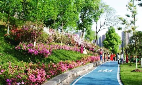 It's official! In spring of 2023, there will be over 270 flower viewing spots in Chongqing!
