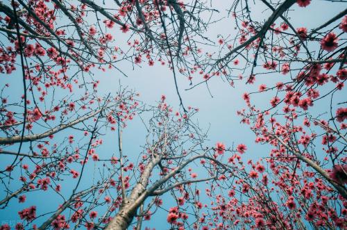 It's official! In spring of 2023, there will be over 270 flower viewing spots in Chongqing!
