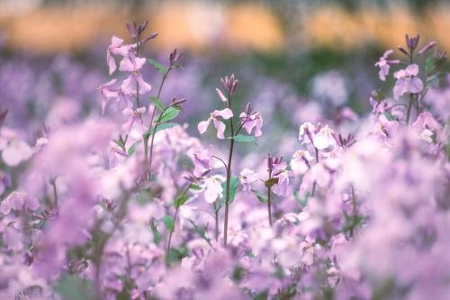 It's official! In spring of 2023, there will be over 270 flower viewing spots in Chongqing!

