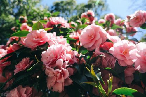It's official! In spring of 2023, there will be over 270 flower viewing spots in Chongqing!
