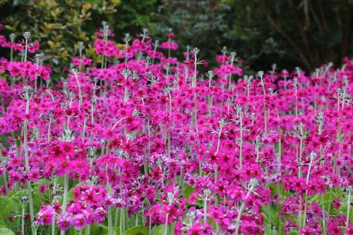 It's official! In spring of 2023, there will be over 270 flower viewing spots in Chongqing!
