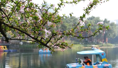 It's official! In spring of 2023, there will be over 270 flower viewing spots in Chongqing!

