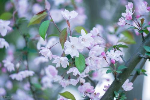 It's official! In spring of 2023, there will be over 270 flower viewing spots in Chongqing!
