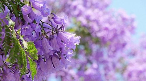 It's official! In spring of 2023, there will be over 270 flower viewing spots in Chongqing!

