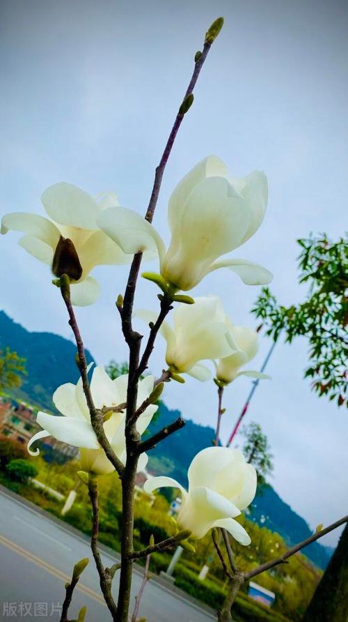 It's official! In spring of 2023, there will be over 270 flower viewing spots in Chongqing!
