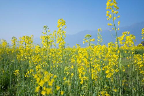 It's official! In spring of 2023, there will be over 270 flower viewing spots in Chongqing!
