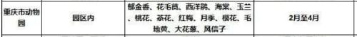 It's official! In spring of 2023, there will be over 270 flower viewing spots in Chongqing!
