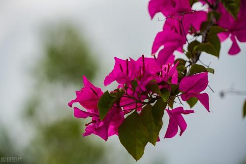 It's official! In spring of 2023, there will be over 270 flower viewing spots in Chongqing!
