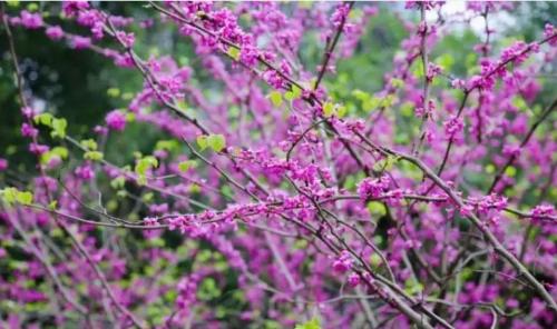 It's official! In spring of 2023, there will be over 270 flower viewing spots in Chongqing!
