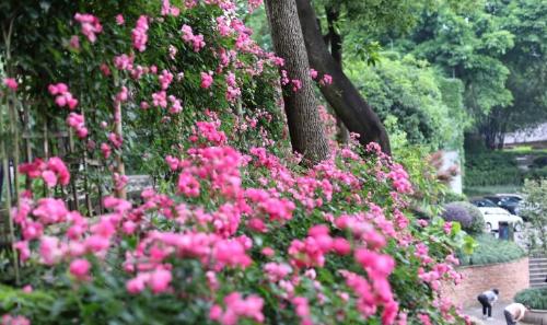 It's official! In spring of 2023, there will be over 270 flower viewing spots in Chongqing!
