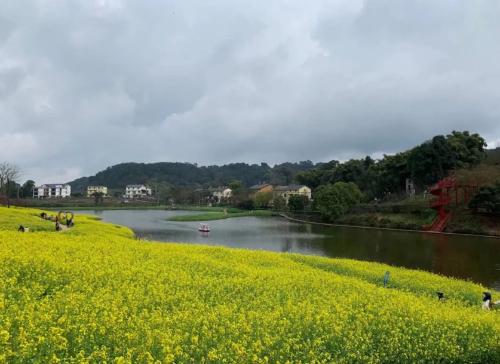 Spring flowers have arrived! Don't waste spring, people in Chongqing are going to enjoy flowers~