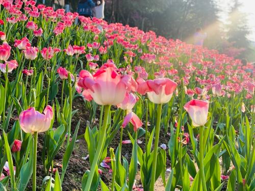Spring flowers have arrived! Don't waste spring, people in Chongqing are going to enjoy flowers~