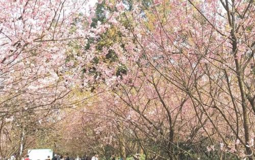 Spring flowers have arrived! Don't waste spring, people in Chongqing are going to enjoy flowers~