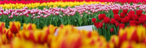 Spring flowers have arrived! Don't waste spring, people in Chongqing are going to enjoy flowers~