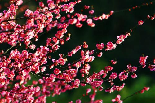 Spring flowers have arrived! Don't waste spring, people in Chongqing are going to enjoy flowers~