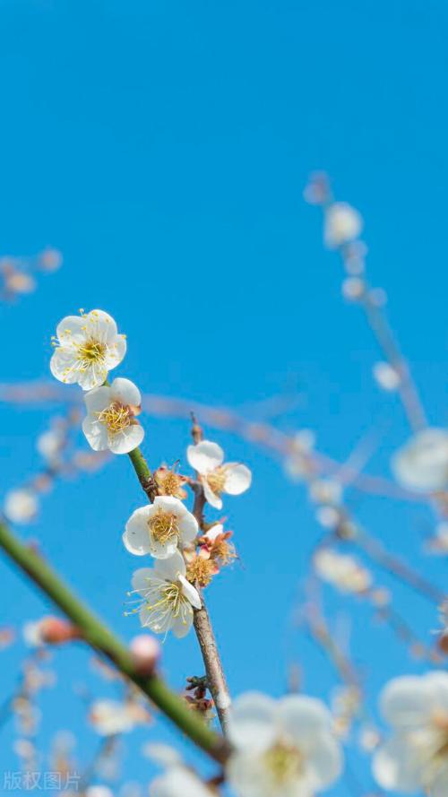 Spring flowers have arrived! Don't waste spring, people in Chongqing are going to enjoy flowers~